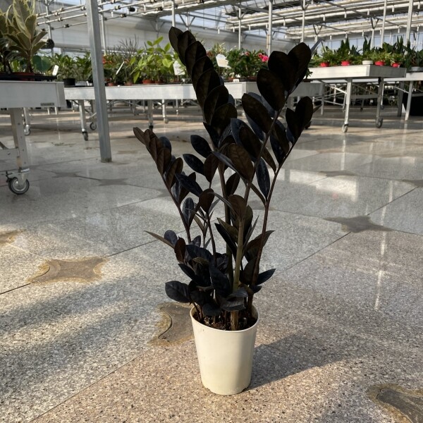 하우숩,블랙금전수 공기정화식물 희귀식물